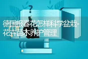 德国报春花怎样科学盆栽-花卉苗木养护管理