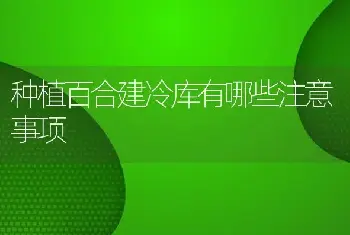 种植百合建冷库有哪些注意事项