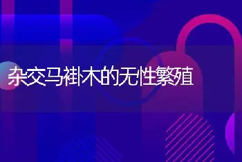 杂交马褂木的无性繁殖