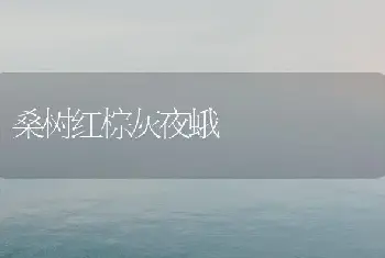 桑树红棕灰夜蛾