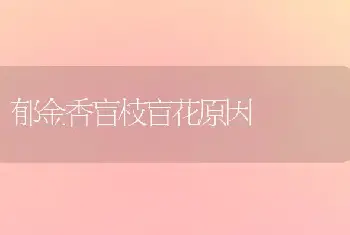 郁金香盲枝盲花原因