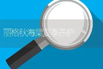 丽格秋海棠夏季养护