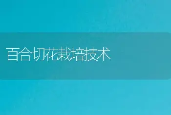 百合切花栽培技术