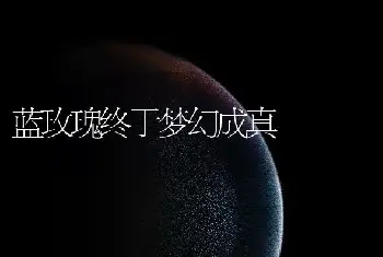 蓝玫瑰终于梦幻成真