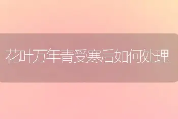 花叶万年青受寒后如何处理