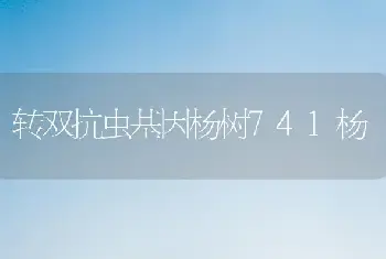 转双抗虫基因杨树741杨