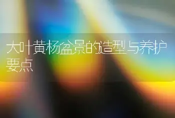 大叶黄杨盆景的造型与养护要点