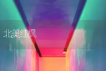 北美红枫