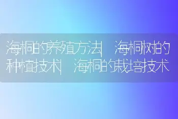 海桐的养殖方法|海桐树的种植技术|海桐的栽培技术