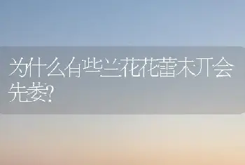 为什么有些兰花花蕾未开会先萎？