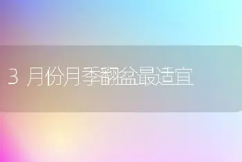 3月份月季翻盆最适宜