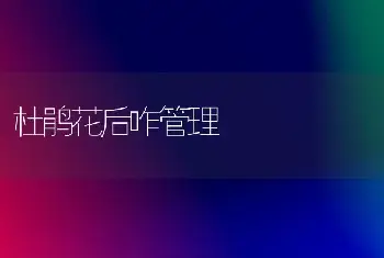 杜鹃花后咋管理