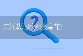 怎样栽培欧洲报春花？