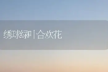 绣球绿叶合欢花