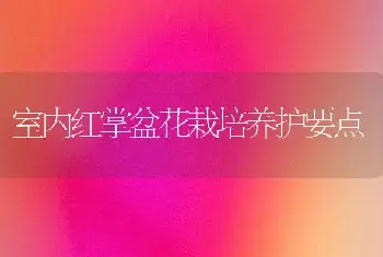 室内红掌盆花栽培养护要点