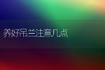 养好吊兰注意几点