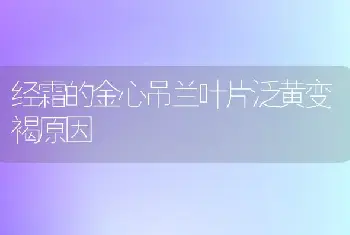 经霜的金心吊兰叶片泛黄变褐原因