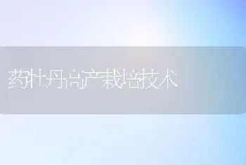 药牡丹高产栽培技术