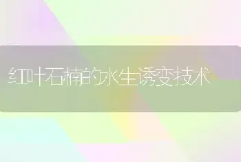 红叶石楠的水生诱变技术