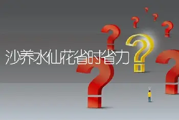 沙养水仙花省时省力