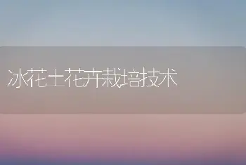 冰花土花卉栽培技术