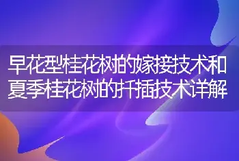 早花型桂花树的嫁接技术和夏季桂花树的扦插技术详解