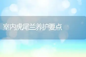 室内虎尾兰养护要点