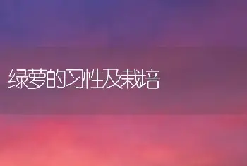 绿萝的习性及栽培