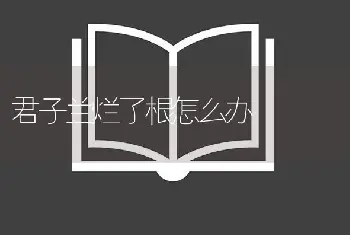 君子兰烂了根怎么办