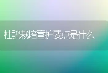 杜鹃栽培管护要点是什么