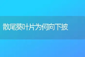 散尾葵叶片为何向下披