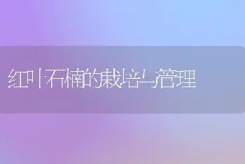 红叶石楠的栽培与管理