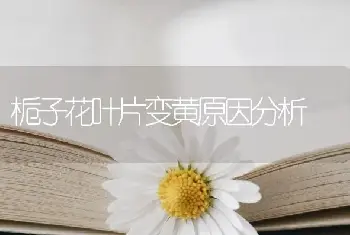 栀子花叶片变黄原因分析