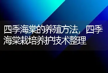 四季海棠的养殖方法，四季海棠栽培养护技术整理