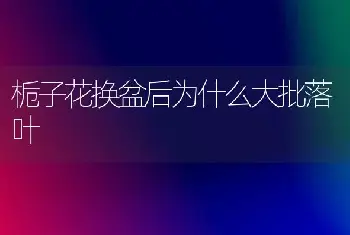 栀子花换盆后为什么大批落叶