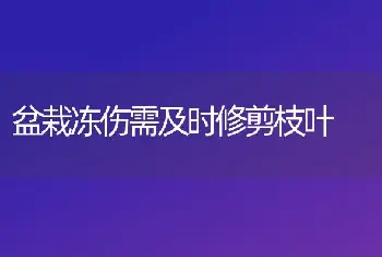 盆栽冻伤需及时修剪枝叶