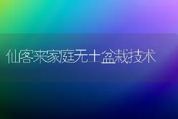 仙客来家庭无土盆栽技术