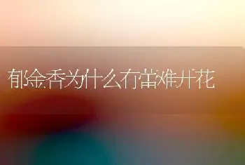 郁金香为什么有蕾难开花