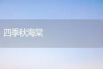 四季秋海棠