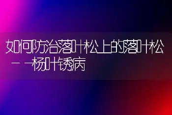 杨树冬季造林效果好