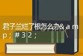 君子兰烂了根怎么办&#32;