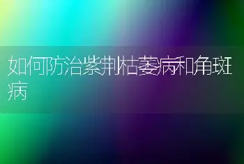 切花郁金香水培经验分享