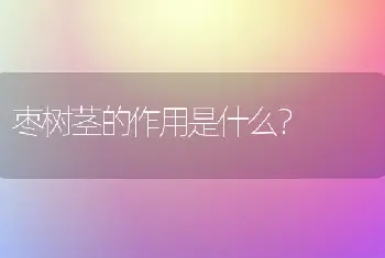 枣树茎的作用是什么？