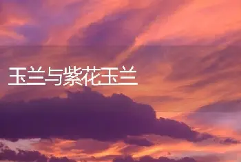 玉兰与紫花玉兰