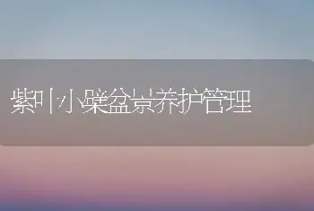 紫叶小檗盆景养护管理