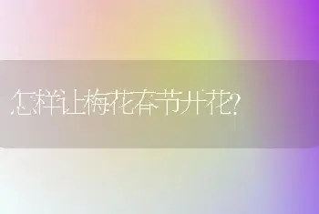 怎样让梅花春节开花?