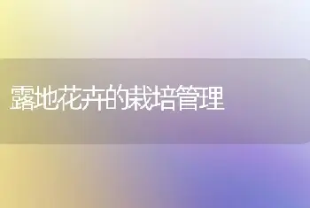 杜鹃红蜘蛛