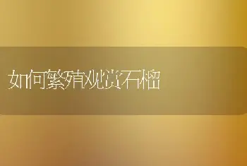 如何繁殖观赏石榴