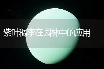 紫叶稠李在园林中的应用