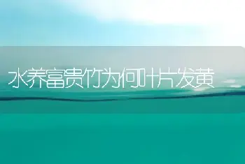 水养富贵竹为何叶片发黄